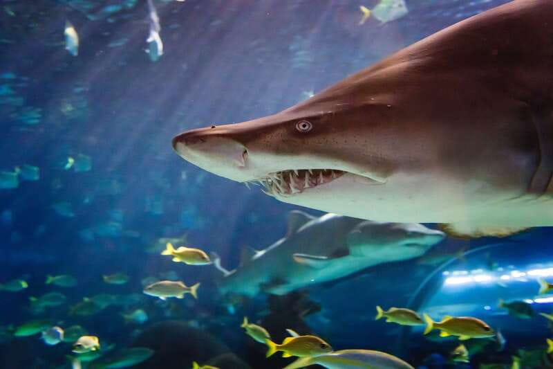 Ripley's Aquarium: Sharks After Dark Entry (After 5PM) - Why the after-5 PM ticket makes sense