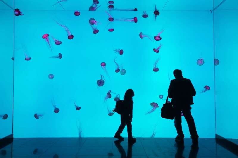 Ripley's Aquarium: Sharks After Dark Entry (After 5PM) - Reaching Ripley’s from Union Station