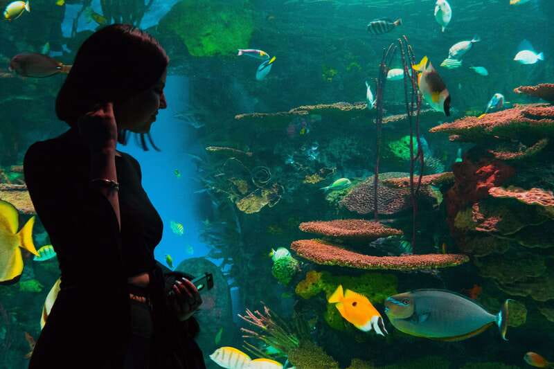 Ripley's Aquarium: Sharks After Dark Entry (After 5PM) - Live presentations add useful timing