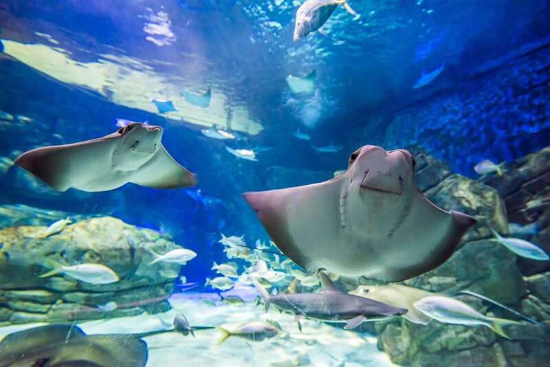 Ripley's Aquarium: Sharks After Dark Entry (After 5PM) - What happens on the second Friday
