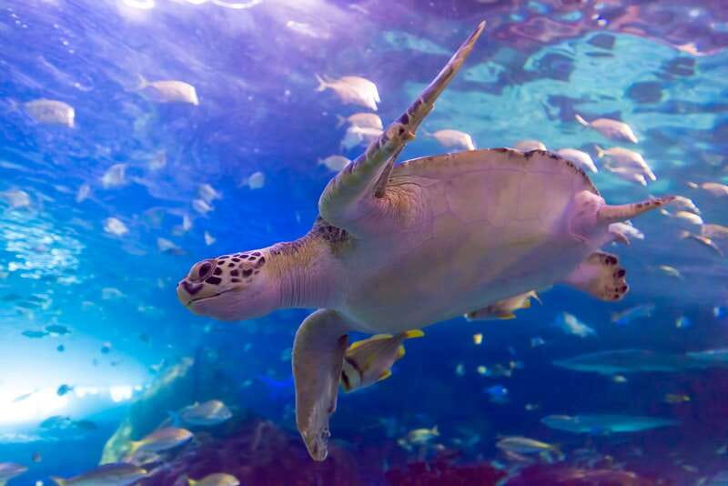 Ripley's Aquarium: Sharks After Dark Entry (After 5PM) - How long you should plan to stay