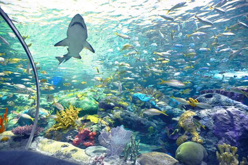 Ripley's Aquarium: Sharks After Dark Entry (After 5PM) - Who gets the most from this experience