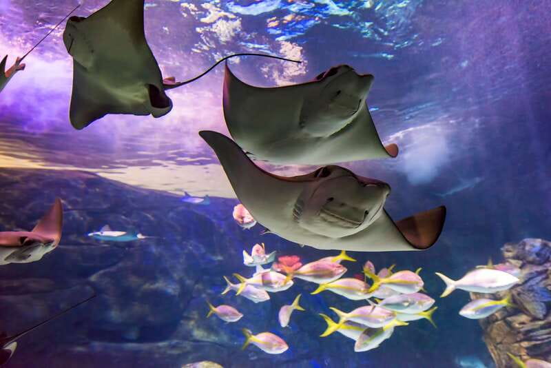 Ripley's Aquarium: Sharks After Dark Entry (After 5PM) - The first galleries: a quick change of pace