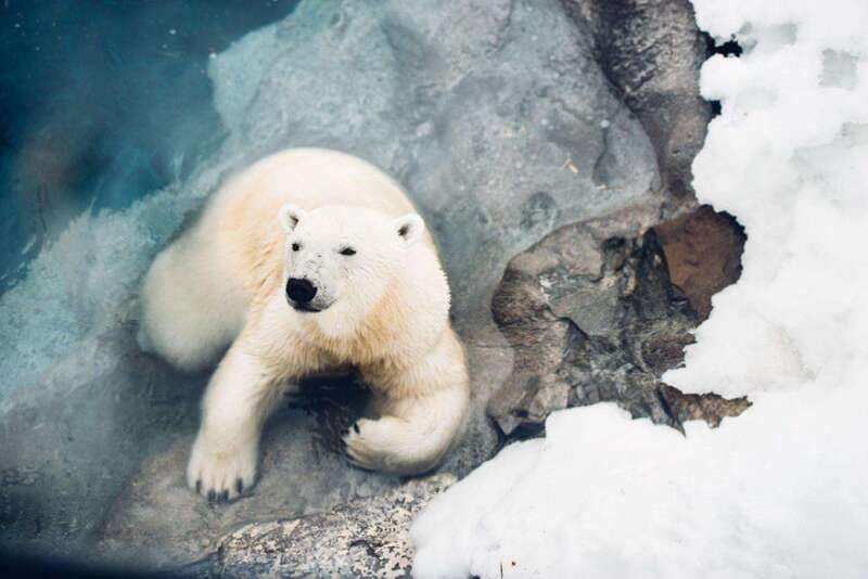 Saint Felicien: Admission to Zoo Sauvage - Why the Saint-Félicien format feels different