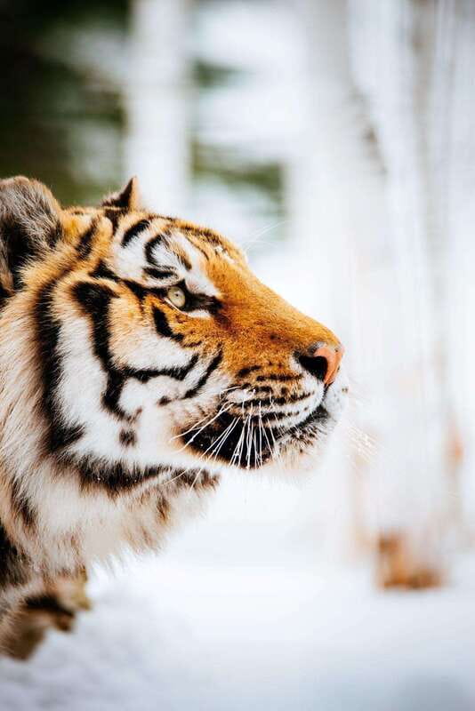 Saint Felicien: Admission to Zoo Sauvage - What animal encounters are really like