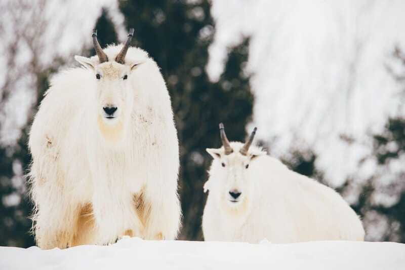 Saint Felicien: Admission to Zoo Sauvage - Winter at the zoo