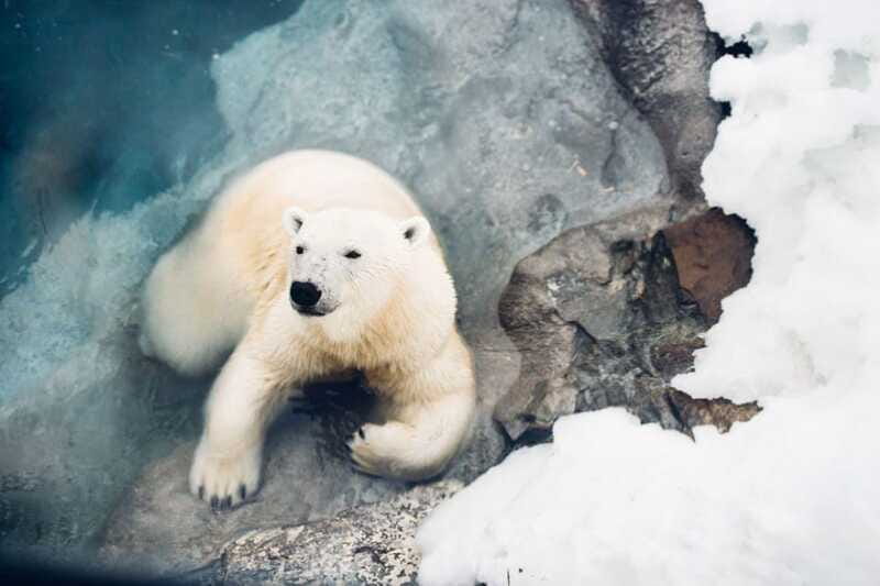 Saint Felicien: Admission to Zoo Sauvage - Film, trails, and the extras included