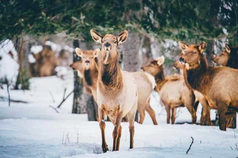 Saint Felicien: Admission to Zoo Sauvage - Who should visit Saint-Félicien Zoo Sauvage?