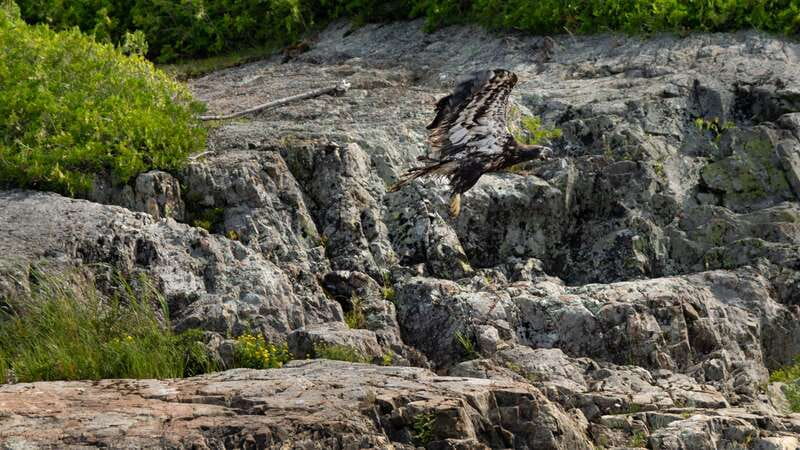 Saint John River: River Relics Kayak Tour - The fossil story on exposed shore