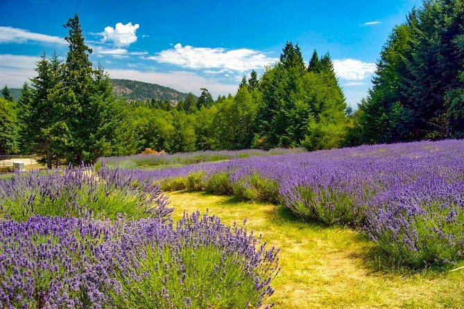 Salt Spring Island "Artisan Trail" Hop On Hop Off Tour! - What the $48.33 price really buys you