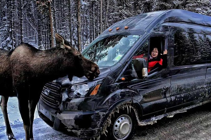 Shuttle from Banff or Canmore to Moraine Lake and Lake Louise - Lake Louise: broader views and an easy hour