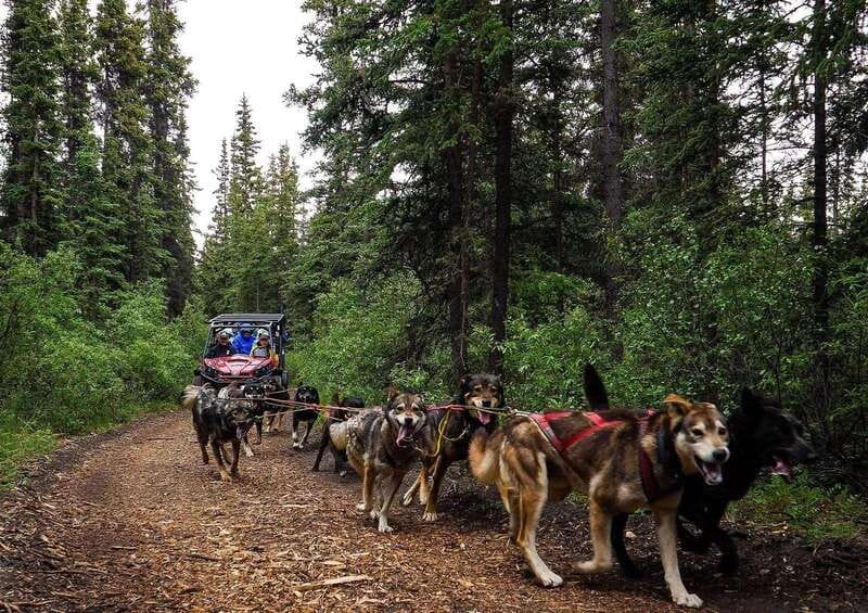 Skagway: Yukon Dog Mushing & Sightseeing Tour - The dogs and the Iditarod connection