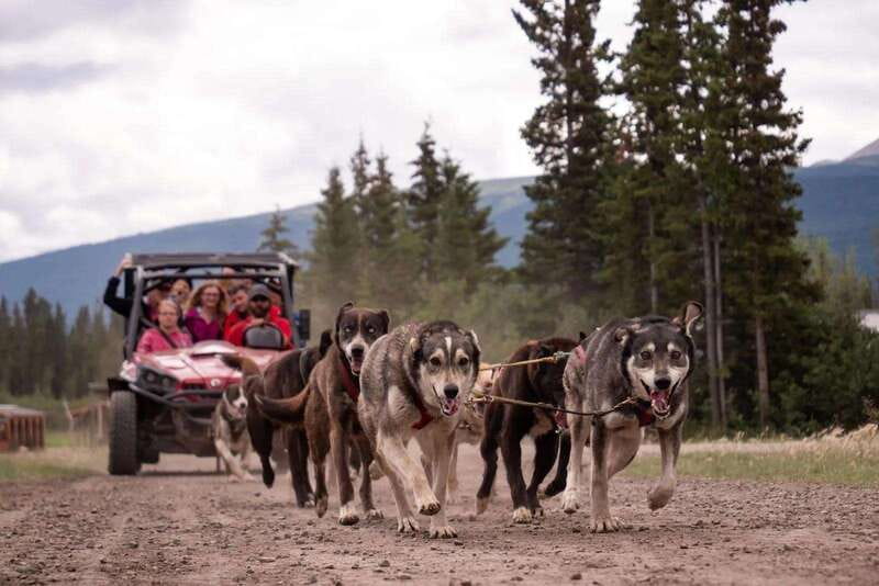 Skagway: Yukon Dog Mushing & Sightseeing Tour - How much value do you get for $208?