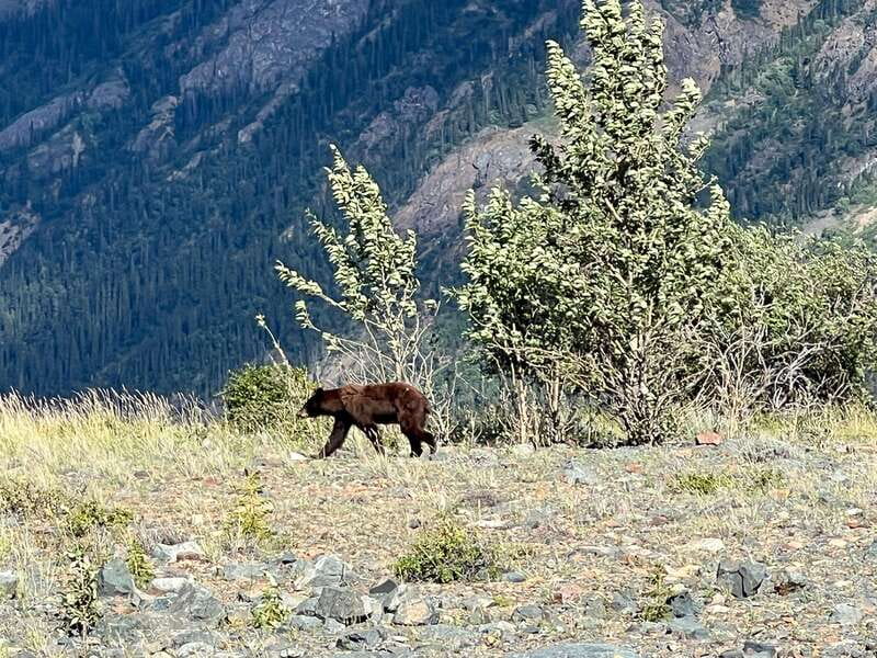 Skagway: Yukon Dog Mushing & Sightseeing Tour - Timing, clothing, and practical advice