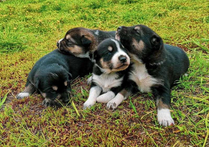 Skagway: Yukon Dog Mushing & Sightseeing Tour - Should you book the Yukon dog mushing tour?