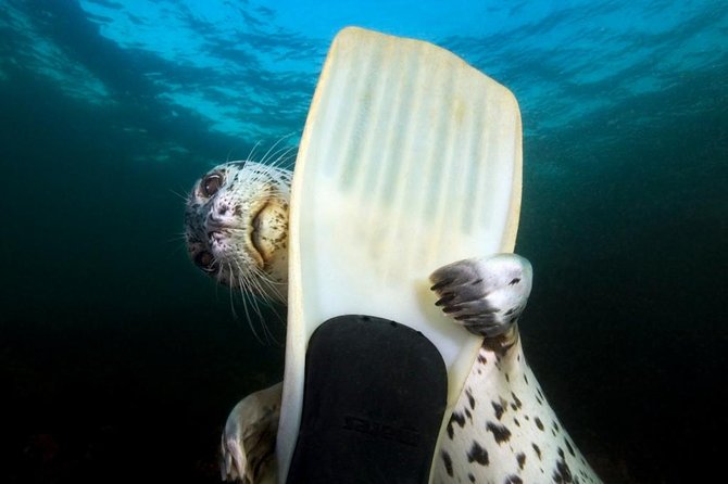 Snorkel, Kayak, and Seal Adventure: Vancouver Boat Tour - Key points about the Pam Rocks seal adventure