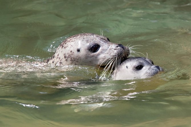 Snorkel, Kayak, and Seal Adventure: Vancouver Boat Tour - Wildlife rules make the encounter better