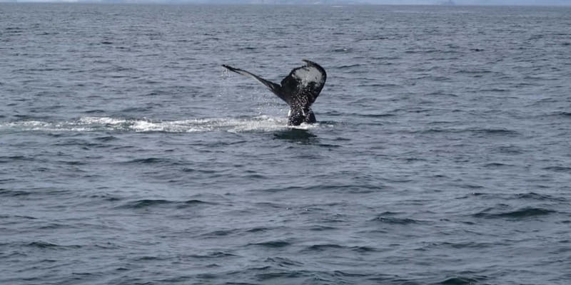 St Johns Premium Tour with Iceberg Quest Boat Cruise - Practical ways to make the day better