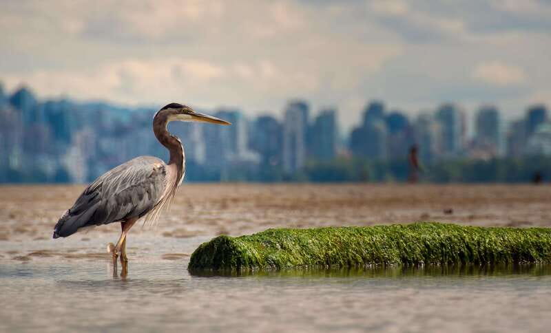 Stanley Park Self Guided Bike Tour - Beaches, from Third Beach to Second Beach