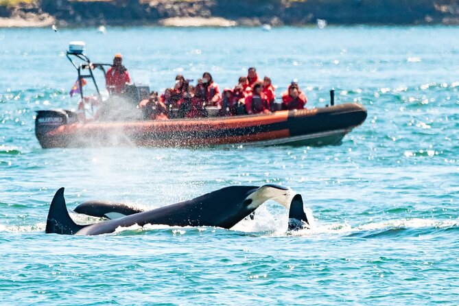 Summer Whale Watching Tour in a Zodiac Boat in Victoria - A Small Boat With a Big Dose of Pacific Weather
