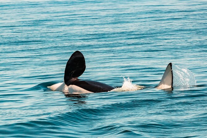 Summer Whale Watching Tour in a Zodiac Boat in Victoria - Leaving From 950 Wharf Street