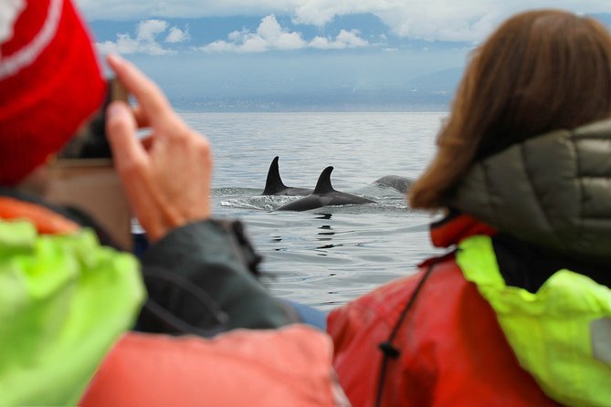 Summer Whale Watching Tour in a Zodiac Boat in Victoria - Searching for Orcas and Humpback Whales
