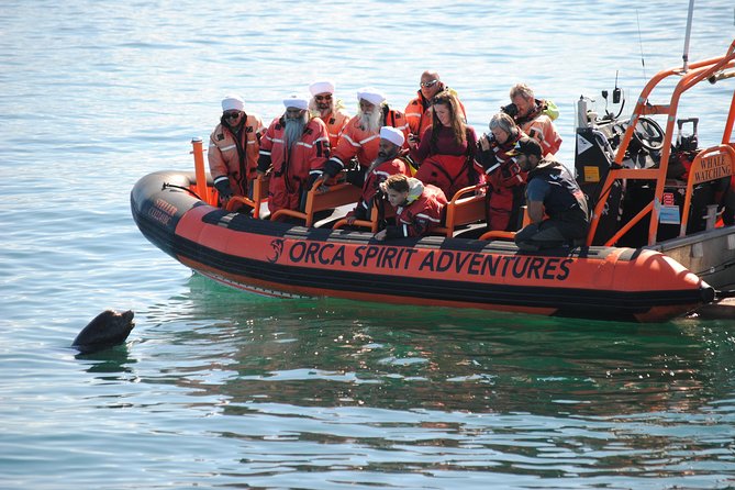 Summer Whale Watching Tour in a Zodiac Boat in Victoria - What the Zodiac Ride Feels Like