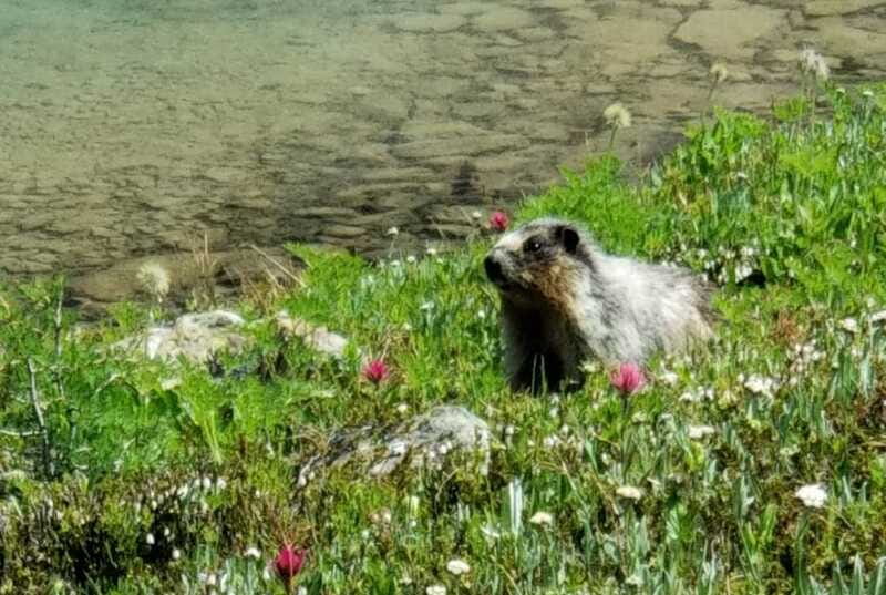 Sunshine Meadows Daily Guided Hike with Gondola - Five to six hours among flowers, water, and peaks