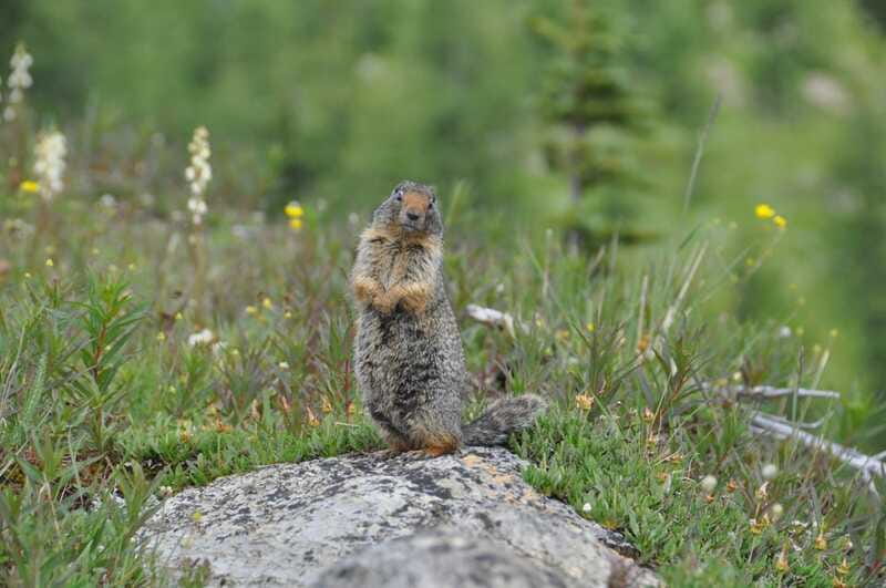 Sunshine Meadows Daily Guided Hike with Gondola - Who will get the most from this outing