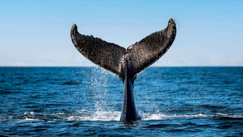 Tadoussac/Charlevoix: 3-Hour Whale Watching Boat Tour - Why this stretch of Quebec is so good for whales