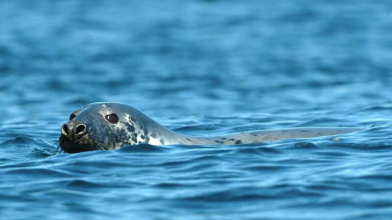 Tadoussac/Charlevoix: 3-Hour Whale Watching Boat Tour - Who should book this cruise?