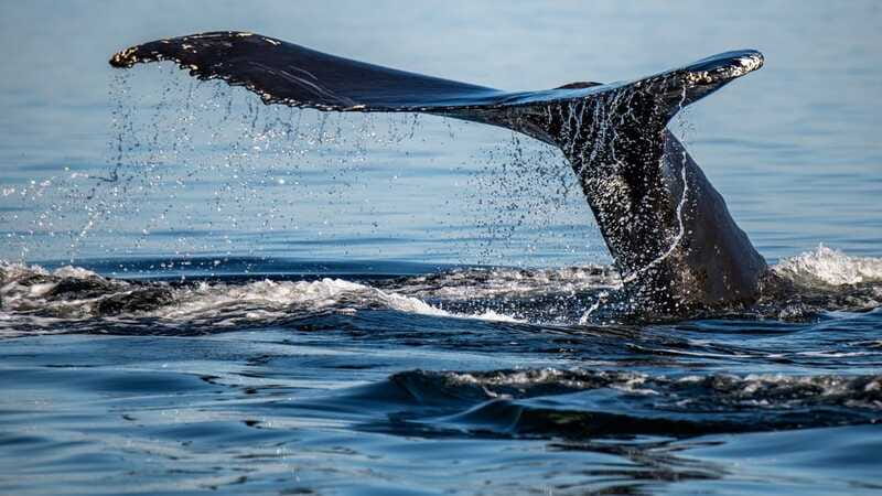 Tadoussac/Charlevoix: 3-Hour Whale Watching Boat Tour - How good is the whale viewing?