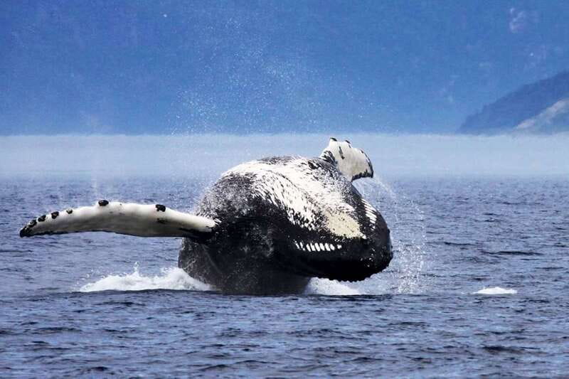 Tadoussac/Charlevoix: 3-Hour Whale Watching Boat Tour - Conservation and responsible viewing