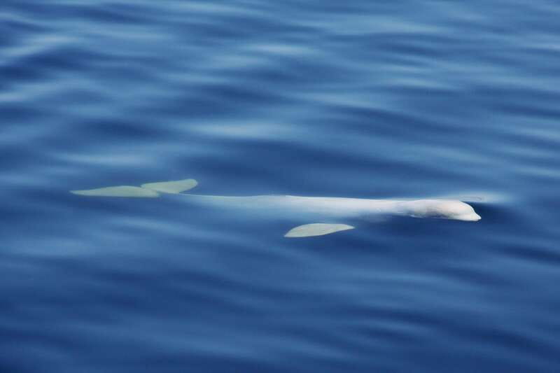 Tadoussac/Charlevoix: 3-Hour Whale Watching Boat Tour - Is the $122 price fair?