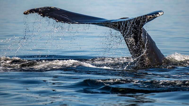 Tadoussac/Charlevoix: 3-Hour Whale Watching Boat Tour - Three hours between river and fjord
