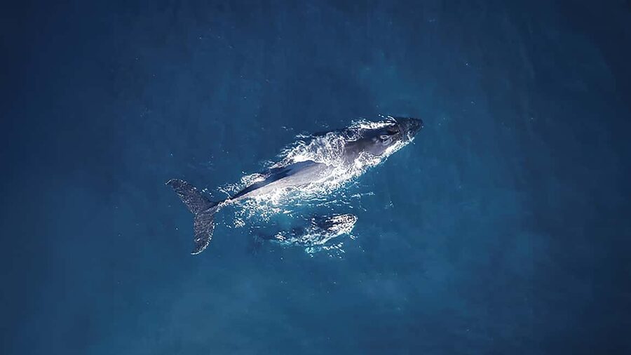 Tadoussac/Charlevoix: VIP Lounge OR UpperDeck Whale Watching - What the three-hour route includes