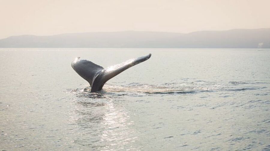Tadoussac/Charlevoix: VIP Lounge OR UpperDeck Whale Watching - How good are the whale sightings?