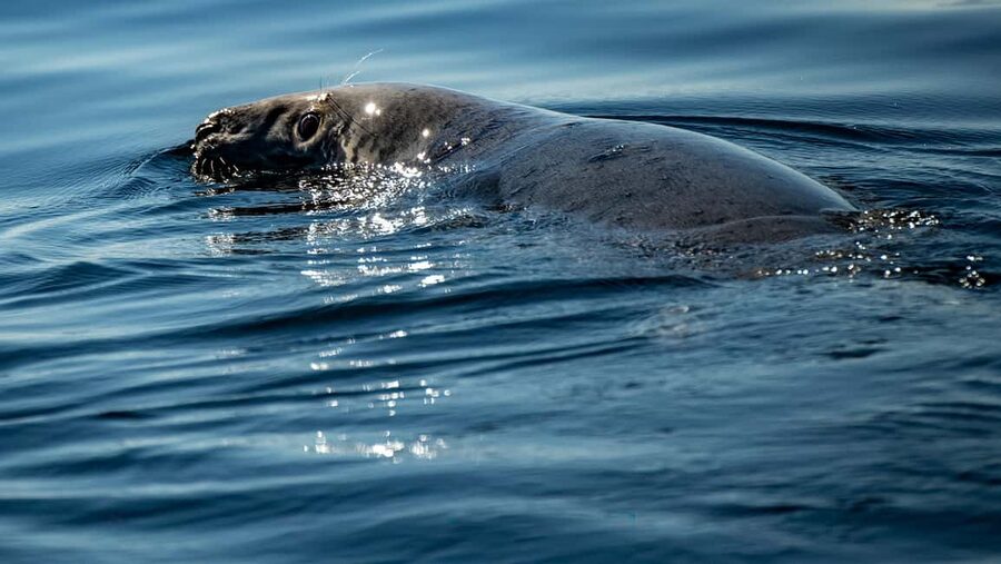 Tadoussac/Charlevoix: VIP Lounge OR UpperDeck Whale Watching - The guides, commentary, and service