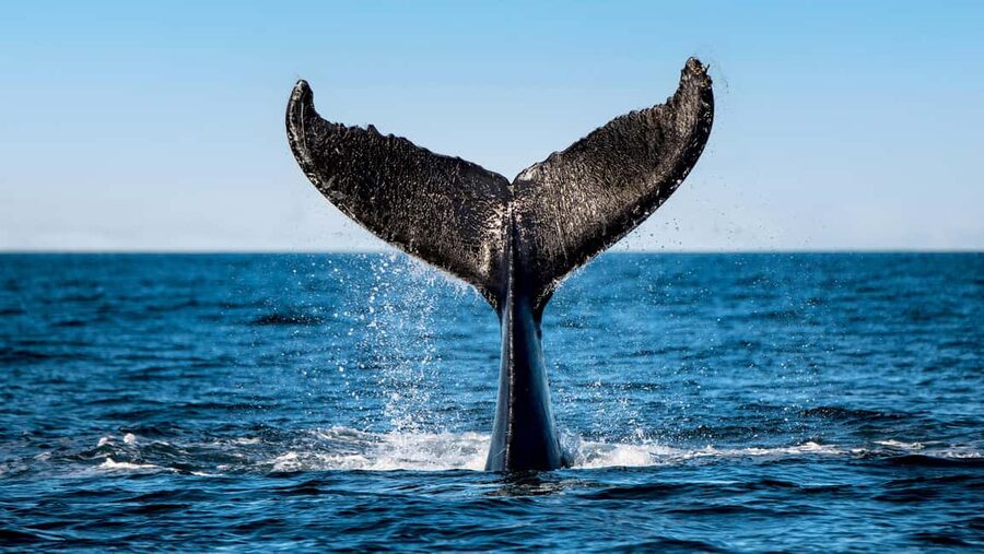 Tadoussac/Charlevoix: VIP Lounge OR UpperDeck Whale Watching - Is the $160 price worth it?