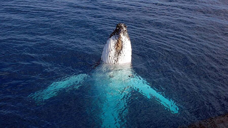 Tadoussac/Charlevoix: VIP Lounge OR UpperDeck Whale Watching - Choosing between the Upper Deck and VIP Lounge