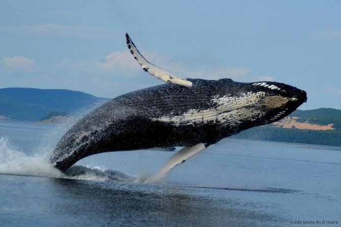 Tadoussac/Charlevoix: Whale Watching Tour - Choosing the Zodiac for a closer ride