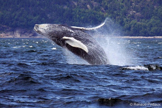 Tadoussac/Charlevoix: Whale Watching Tour - What the whale guarantee really means