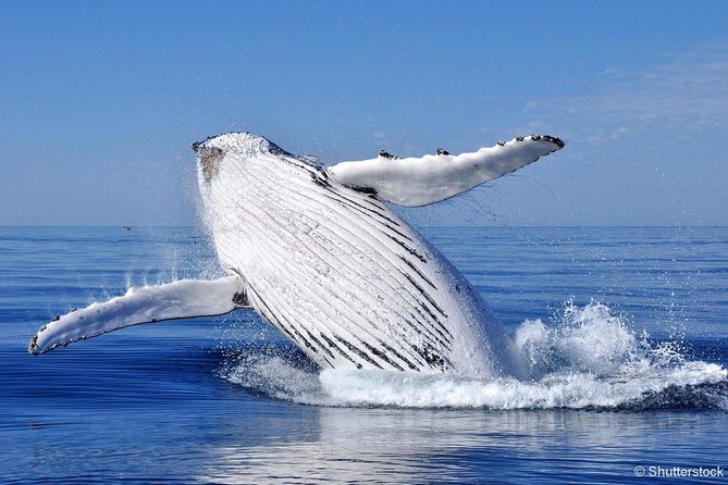 Tadoussac/Charlevoix: Whale Watching Tour - Is the $101.32 price good value?