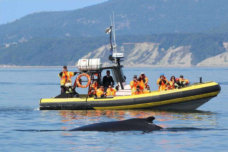 Tadoussac/Charlevoix: Whale Watching Tour & Bear Observation - The gap between the cruise and the bears
