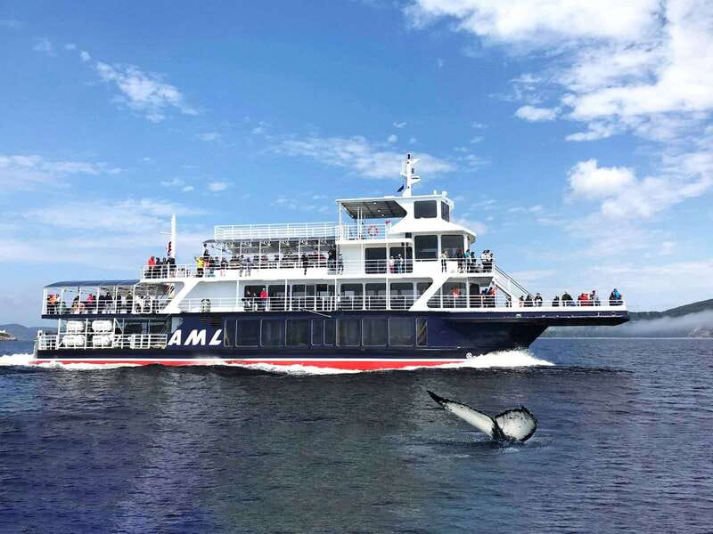 Tadoussac/Charlevoix: Whale Watching Tour & Bear Observation - What the black bear observation is really like