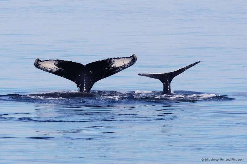Tadoussac/Charlevoix: Whale Watching Tour & Bear Observation - The Ferme 5 Étoiles sanctuary