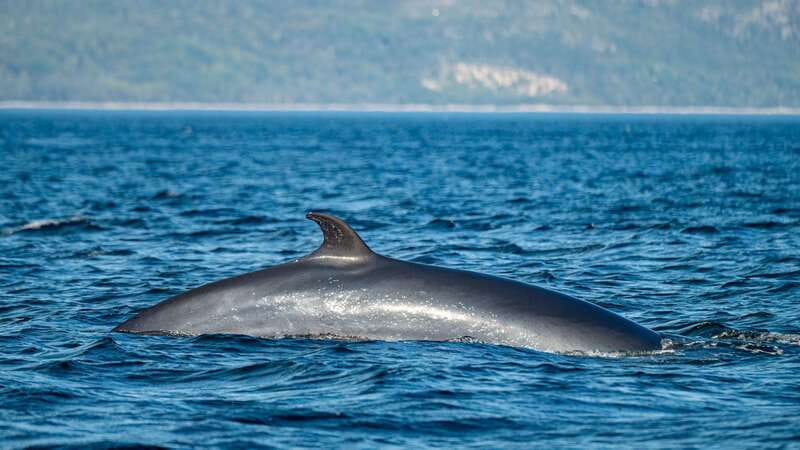 Tadoussac/Charlevoix: Whale Watching Tour & Bear Observation - What to pack and who should skip it