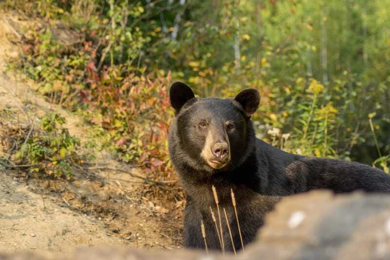 Tadoussac/Charlevoix: Whale Watching Tour & Bear Observation - Should you book it?
