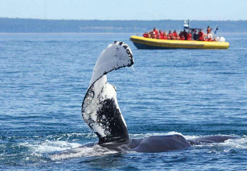 Tadoussac/Charlevoix: Whale Watching Tour & Bear Observation - Large boat or Zodiac: which suits you?
