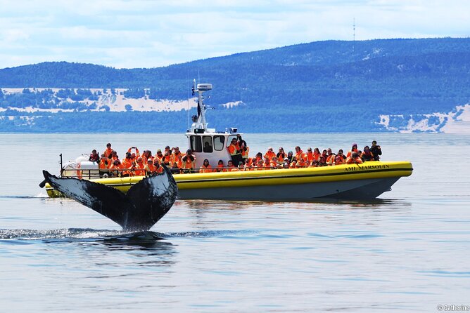 Tadoussac/Charlevoix: Whale Watching Tour - The two-hour search through the marine park